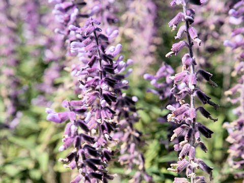 Salvia leucantha