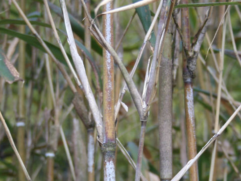 Pseudosasa japonica f. pleioblastoides