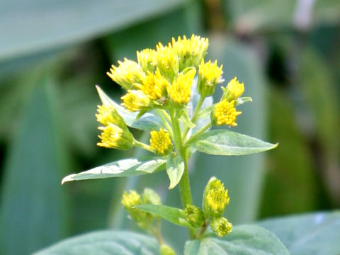 Solidago virgaurea ssp. leiocarpa f. japonalpestris