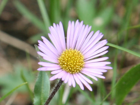 Erigeron thunbergii spp. glabratus