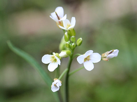 Arabis lyrata var. kamtschatica