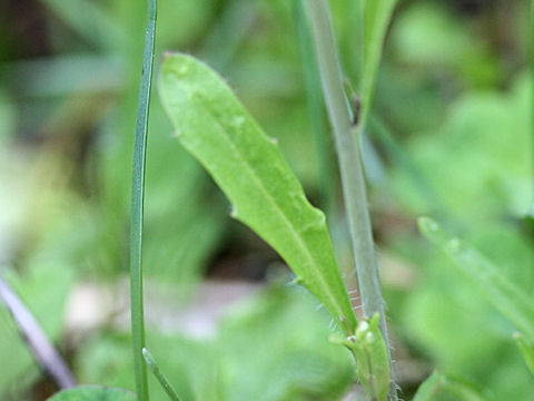 Arabis lyrata var. kamtschatica