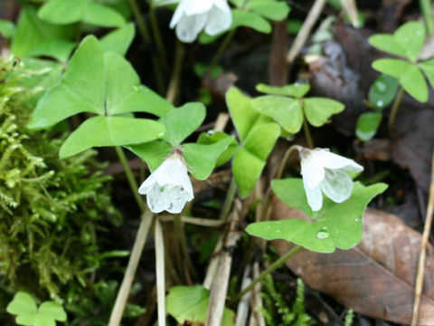 Oxalis griffithii