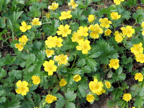 Potentilla Matsumurae ミヤマキンバイ はどんな植物 わかりやすく解説 Weblio辞書