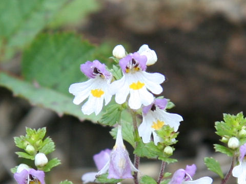 Euphrasia insignis ssp. insignis var. insignis