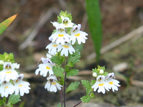 Euphrasia insignis ssp. insignis var. insignis