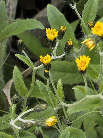 Hieracium japonicum