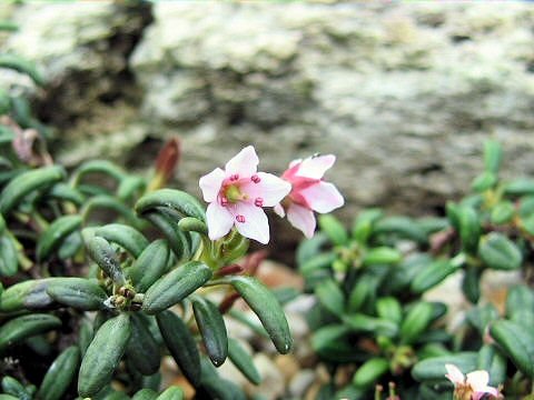 峰蘇芳