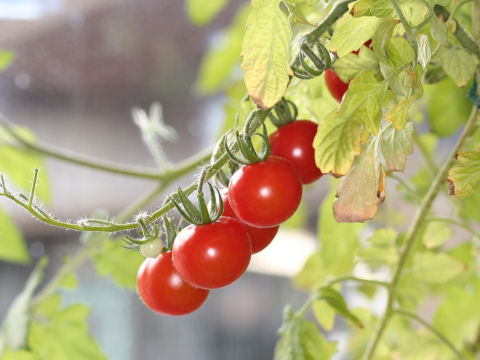 ミニトマトはどんな植物 Weblio辞書