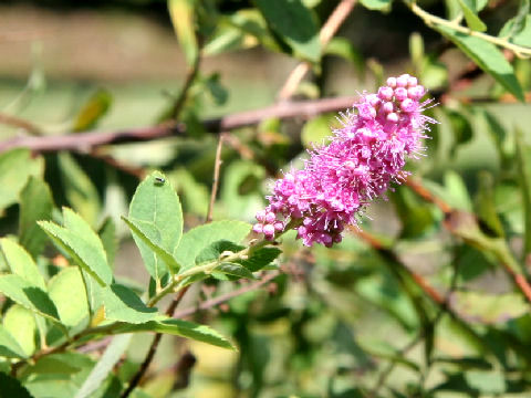 Spiraea salicifolia cv. Mizuho