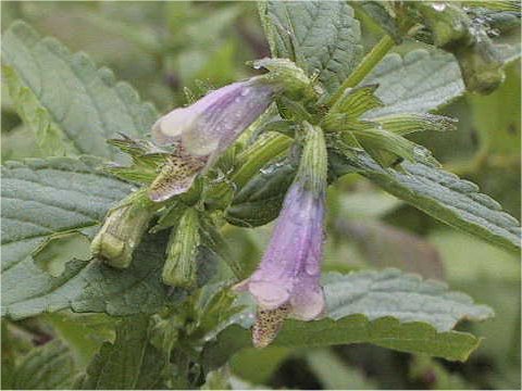 Nepeta subsessilis