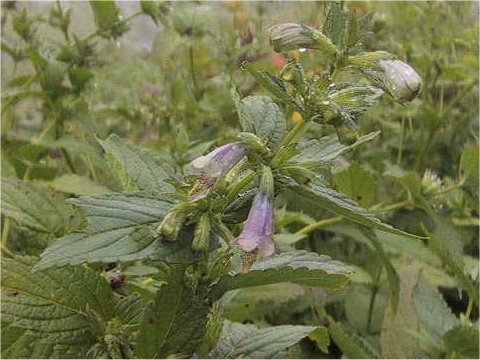 Nepeta subsessilis