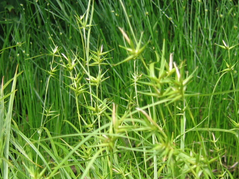Carex michauxiana var. asiatica