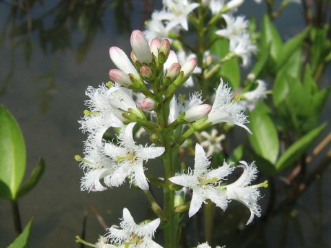 Menyanthes trifoliata