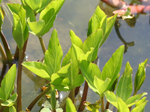 Menyanthes trifoliata