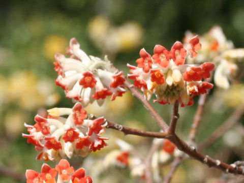 Edgeworthia chrysantha cv. Rubra