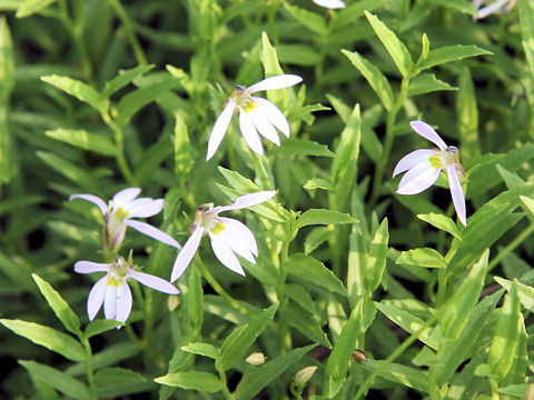 Lobelia chinensis