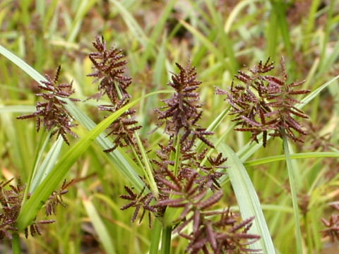 Cyperus serotinus