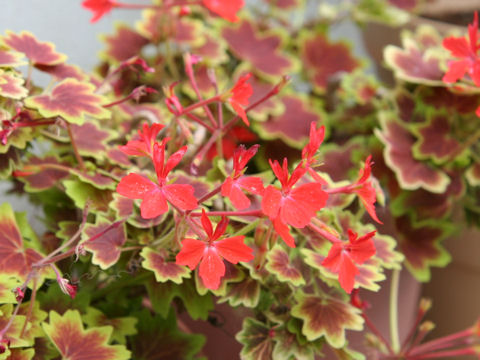 紅葉葉ゼラニウムはどんな植物 Weblio辞書