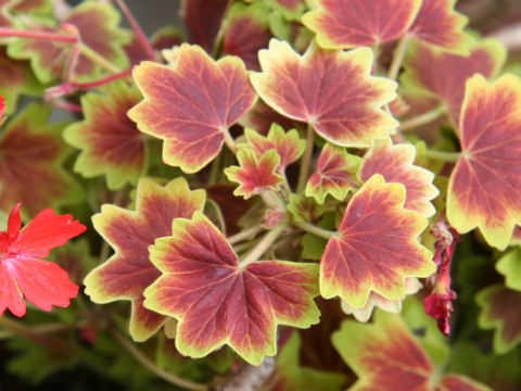 紅葉葉ゼラニウムはどんな植物 Weblio辞書