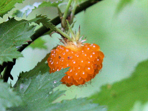 Rubus palmatus var. coptophyllus