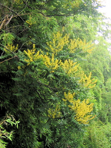 Koelreuteria paniculata