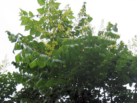 Koelreuteria paniculata