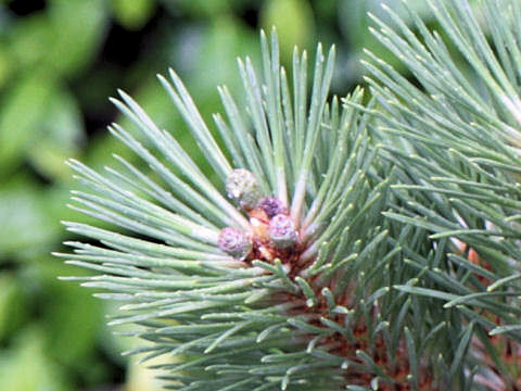 モンタナ松はどんな植物 Weblio辞書