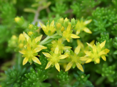Sedum uniflorum ssp. japonicum f. morimurae