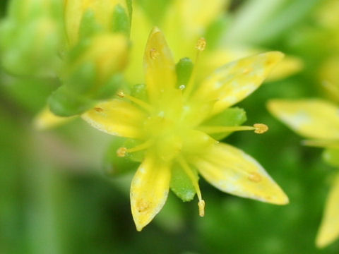 Sedum uniflorum ssp. japonicum f. morimurae