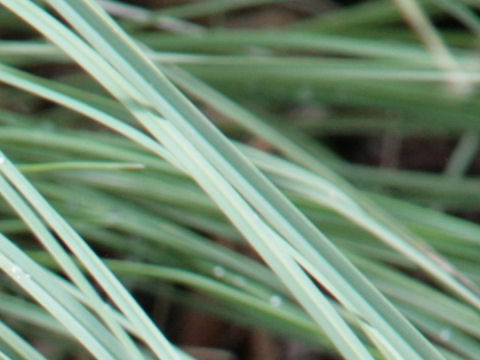 Muhlenbergia lindheimeri