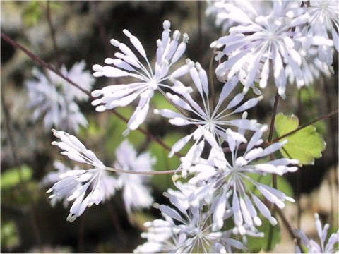 Thalictrum uchiyamai