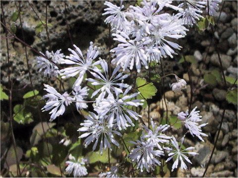 Thalictrum uchiyamai