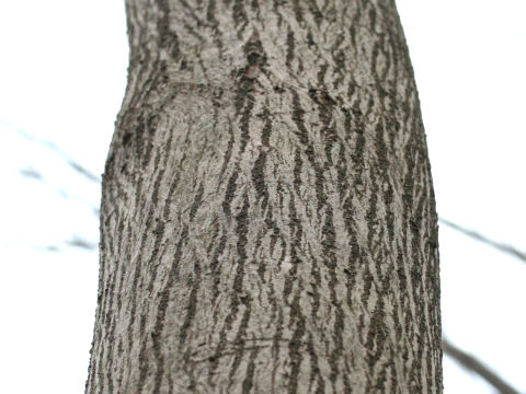 椋の木