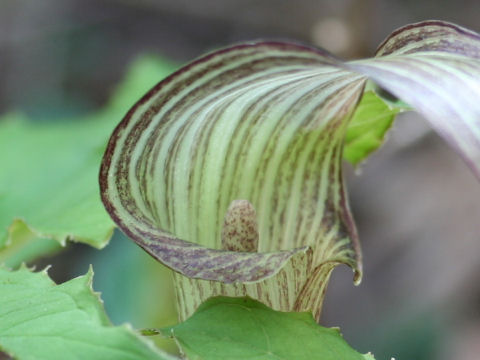 Arisaema kishidae