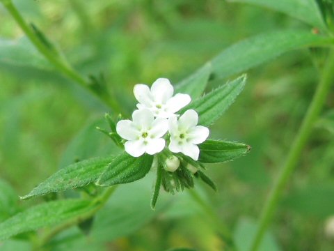 Lithospermum officinale ssp. erythrorhizon