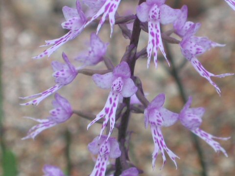 Stenoglottis cv. (fimbriata x longifolia)