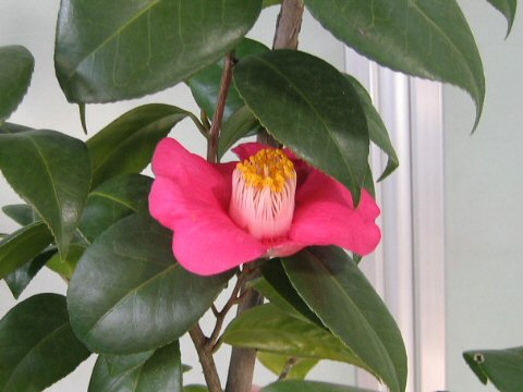 Camellia Japonica ツバキ の種類や特徴 Weblio辞書