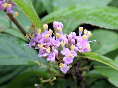 紫式部 ムラサキシキブ はどんな植物 Weblio辞書