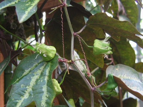 むらさきふいりばとけいそうはどんな植物 Weblio辞書