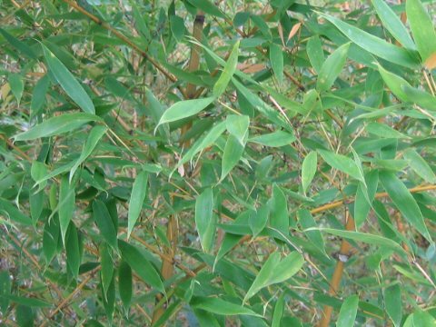 Phyllostachys bambusoides f. geniculata