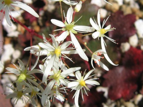 Saxifraga fortunei var. suwoensis