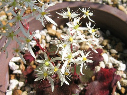 Saxifraga fortunei var. suwoensis