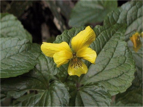 苗場黄菫 ナエバキスミレ はどんな植物 Weblio辞書