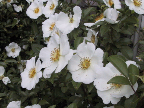 Rosa laevigata