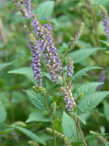 Elsholtzia ciliata