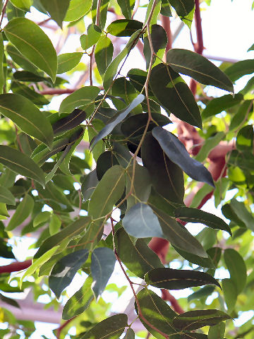 Cynometra cauliflora