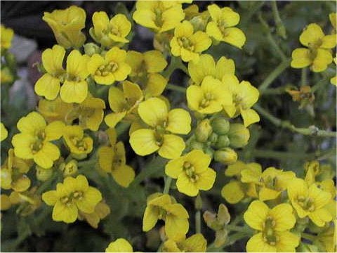 Draba japonica