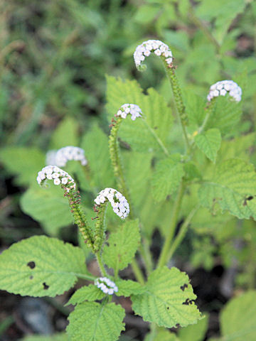 Heliotropium indicum