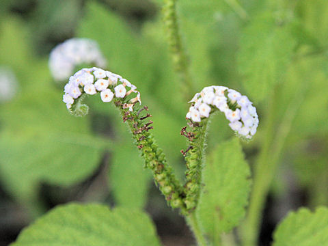 Heliotropium indicum